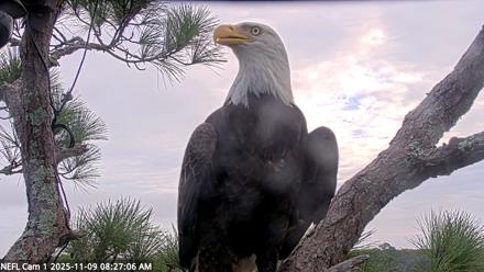 NE Florida Eagles Live Webcam - Nov 9, 2025, 8:27am EST