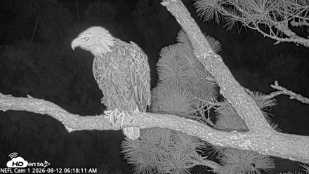 NE Florida Eagles Live Webcam - Aug 12, 2026, 6:19am EDT