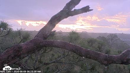 NE Florida Eagles Live Webcam - Jun 9, 2026, 6:24am EDT