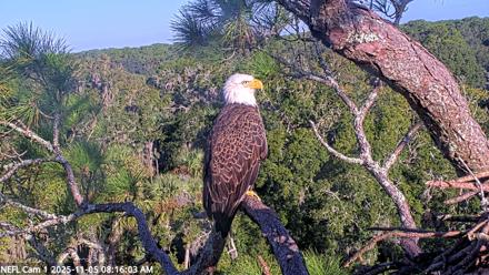 NE Florida Eagles Live Webcam - Nov 5, 2025, 8:16am EST