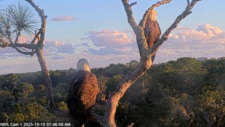 NE Florida Eagles Live Webcam - Oct 15, 2025, 7:46am EDT