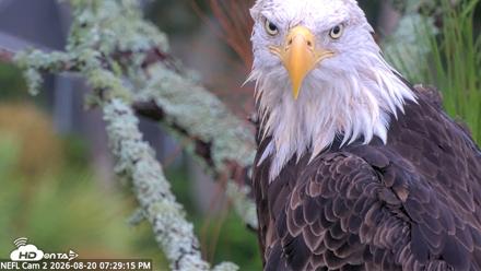 NE Florida Eagles Live Webcam - Aug 20, 2026, 7:30pm EDT