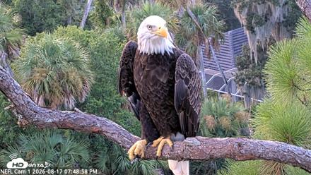 NE Florida Eagles Live Webcam - Aug 17, 2026, 7:49pm EDT