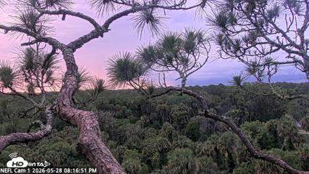 NE Florida Eagles Live Webcam - May 28, 2026, 8:17pm EDT