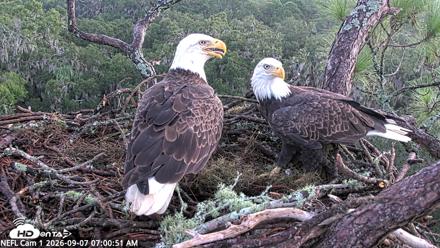 NE Florida Eagles Live Webcam - Sep 7, 2026, 7:01am EDT