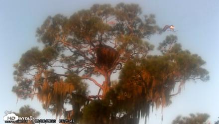NE Florida Eagles Live Webcam - Sep 10, 2026, 7:22am EDT