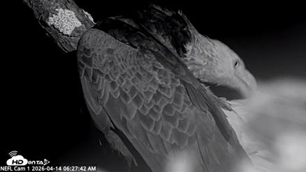 NE Florida Eagles Live Webcam - Apr 14, 2026, 6:28am EDT