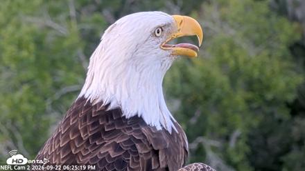 NE Florida Eagles Live Webcam - Sep 22, 2026, 6:26pm EDT