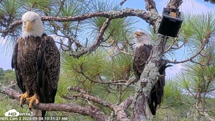 NE Florida Eagles Live Webcam - Sep 4, 2026, 10:36am EDT