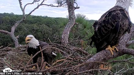 NE Florida Eagles Live Webcam - Oct 11, 2026, 9:12am EDT