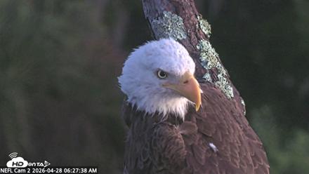NE Florida Eagles Live Webcam - Apr 28, 2026, 6:28am EDT