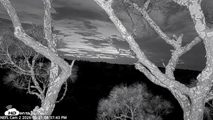NE Florida Eagles Live Webcam - May 21, 2026, 8:38pm EDT