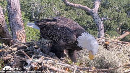NE Florida Eagles Live Webcam - Sep 17, 2026, 10:42am EDT