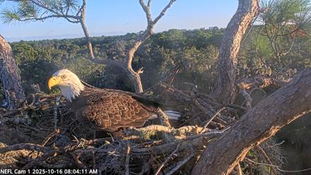 NE Florida Eagles Live Webcam - Oct 16, 2025, 8:05am EDT