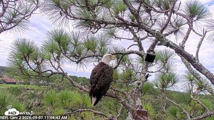 NE Florida Eagles Live Webcam - Sep 7, 2026, 11:05am EDT