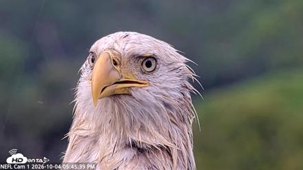 NE Florida Eagles Live Webcam - Oct 4, 2026, 5:46pm EDT