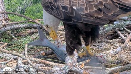 NE Florida Eagles Live Webcam - Apr 30, 2026, 11:35am EDT
