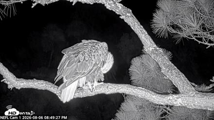 NE Florida Eagles Live Webcam - Aug 6, 2026, 8:50pm EDT