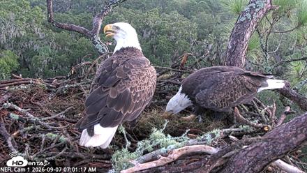 NE Florida Eagles Live Webcam - Sep 7, 2026, 7:02am EDT