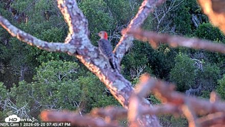 NE Florida Eagles Live Webcam - May 20, 2026, 7:46pm EDT