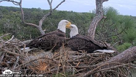 NE Florida Eagles Live Webcam - Oct 18, 2026, 10:04am EDT