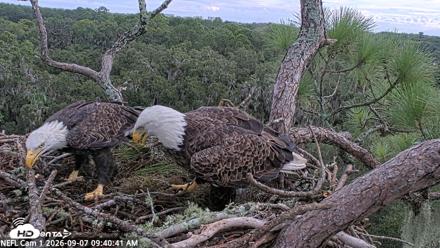 NE Florida Eagles Live Webcam - Sep 7, 2026, 9:41am EDT