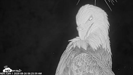NE Florida Eagles Live Webcam - Aug 26, 2026, 6:26am EDT