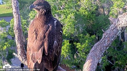 NE Florida Eagles Live Webcam - Apr 13, 2026, 6:22pm EDT