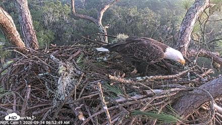 NE Florida Eagles Live Webcam - Sep 14, 2026, 6:53am EDT