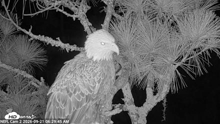 NE Florida Eagles Live Webcam - Sep 21, 2026, 6:30am EDT