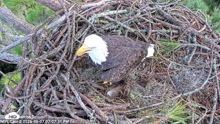 NE Florida Eagles Live Webcam - Sep 7, 2026, 7:08pm EDT