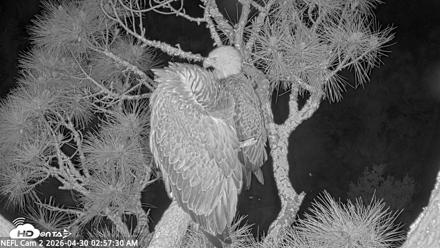 NE Florida Eagles Live Webcam - Apr 30, 2026, 2:58am EDT