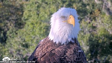 NE Florida Eagles Live Webcam - Sep 26, 2026, 5:14pm EDT