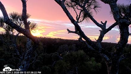 NE Florida Eagles Live Webcam - Sep 13, 2026, 7:39pm EDT