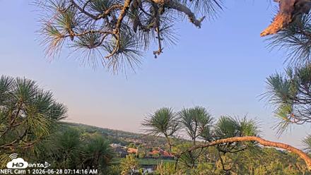 NE Florida Eagles Live Webcam - Jun 28, 2026, 7:15am EDT