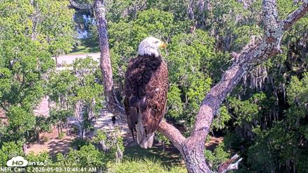 NE Florida Eagles Live Webcam - May 3, 2026, 10:47am EDT