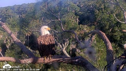 NE Florida Eagles Live Webcam - Apr 25, 2026, 8:37am EDT