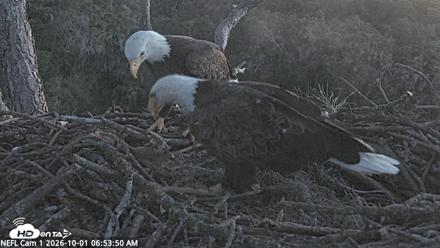 NE Florida Eagles Live Webcam - Oct 1, 2026, 6:55am EDT