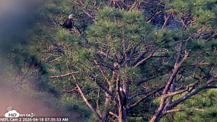 NE Florida Eagles Live Webcam - Apr 18, 2026, 7:38am EDT