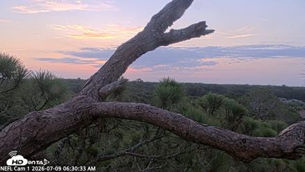 NE Florida Eagles Live Webcam - Jul 9, 2026, 6:31am EDT