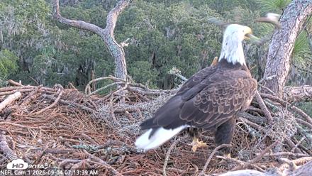 NE Florida Eagles Live Webcam - Sep 4, 2026, 7:14am EDT