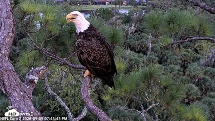 NE Florida Eagles Live Webcam - Sep 9, 2026, 7:46pm EDT