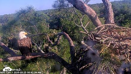NE Florida Eagles Live Webcam - Apr 25, 2026, 8:43am EDT