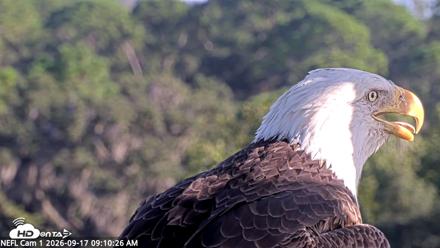 NE Florida Eagles Live Webcam - Sep 17, 2026, 9:11am EDT