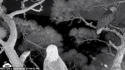 NE Florida Eagles Live Webcam - Sep 26, 2026, 7:45pm EDT