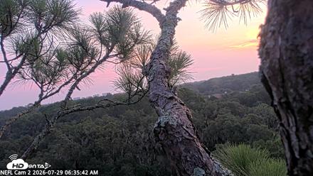 NE Florida Eagles Live Webcam - Jul 29, 2026, 6:36am EDT