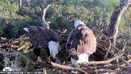 NE Florida Eagles Live Webcam - Sep 13, 2026, 8:19am EDT