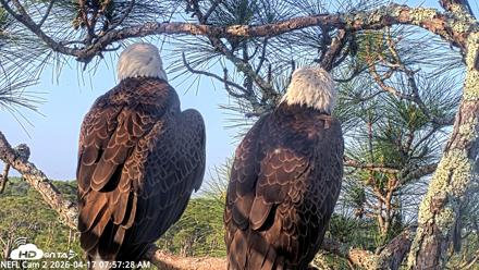 NE Florida Eagles Live Webcam - Apr 17, 2026, 7:58am EDT