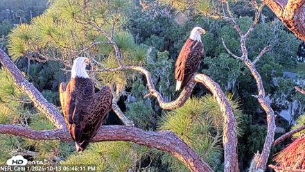 NE Florida Eagles Live Webcam - Oct 13, 2026, 6:47pm EDT