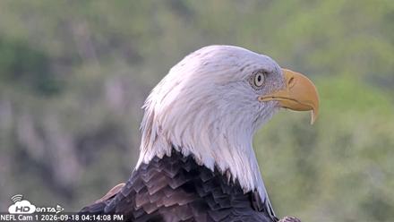 NE Florida Eagles Live Webcam - Sep 18, 2026, 4:15pm EDT